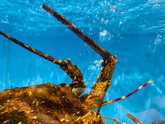 -盒马鲜生(龙德广场店)