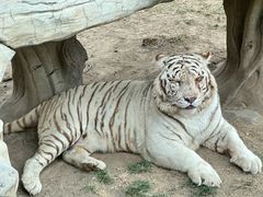 -北京野生动物园