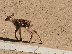 -青藏高原野生动物园