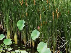 -武清南湖绿博园