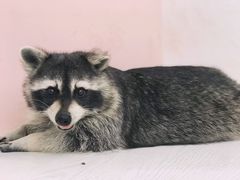-浣熊柯尔鸭土拨鼠·电玩咖