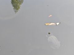 -宝光寺