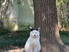-西园寺