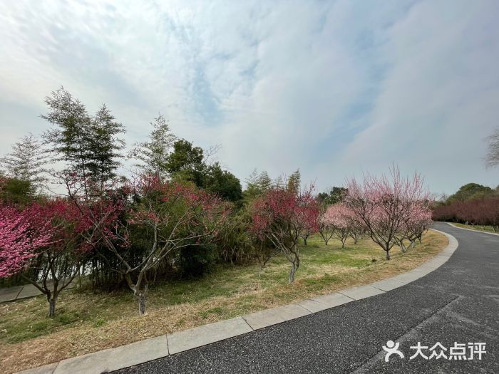 西溪国家湿地公园图片