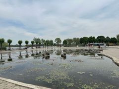 -白洋淀风景区