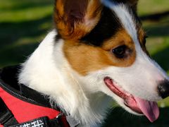 -老伴豆花(麦士威熟食中心店)