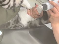 -宠福鑫康馨动物医院·骨科·眼科