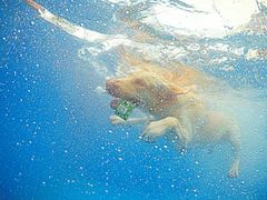 -超宠爱宠物摄影-Super pet
