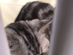 -三花喵·撸猫购宠·宠物生活馆(虹桥南丰城店)
