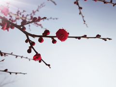 景点-香雪海