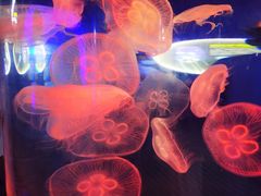 -青岛海底世界-水族馆