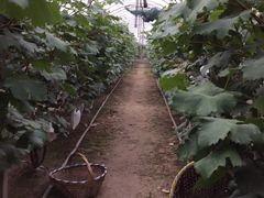 -马陆小张葡萄园农家乐