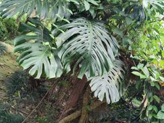 -广西壮族自治区药用植物园