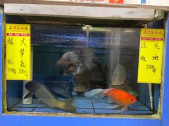 -水上鱼当家