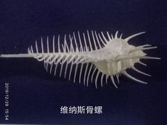 -上海海洋大学鱼文化博物馆(军工路校区)
