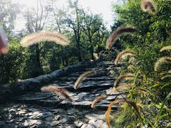 -阳台山自然风景区
