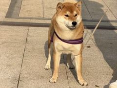 -阿宝生煎包(万松园总店)