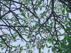 -松山湖梦幻百花洲