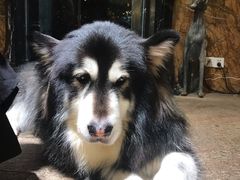 -more than meow吴止猫主题餐厅(承德 中船汇店)