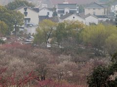 -香雪海
