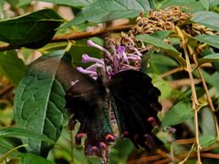 -藏龙百瀑风景区