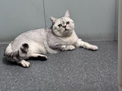 -伟伟宠物医院·CT影像中心·瑞派犬猫综合性门诊(汉口总院)