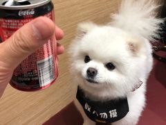 -電力宠物公司(武定路店)