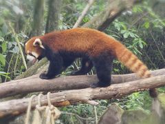 -成都大熊猫繁育研究基地