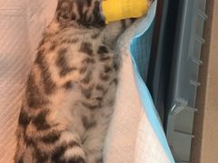 -芭比堂动物医院·犬猫全科·异宠专科(雁塔分院)
