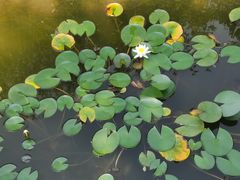 -长安文化生态公园