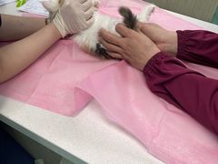 -北京观赏动物医院·24小时大型综合·猫专科·异宠专科