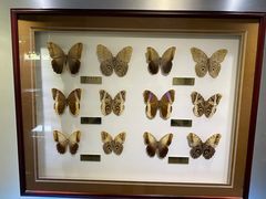 -上海昆虫博物馆