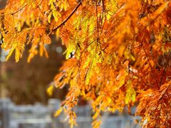 -上海海湾国家森林公园