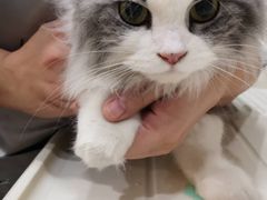 -猫大福·Fortune Cat猫舍(百子湾店)