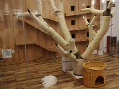 -袖虎·猫馆(体育西路店)