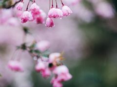 -莫愁湖公园