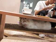 -瞄一喵猫咖(格力海岸店)