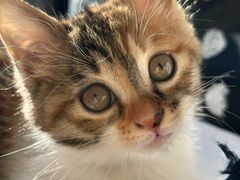 -瑞派福兴宠物医院犬猫全科·骨科·中西医结合(河东店)