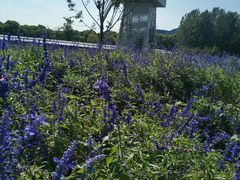 -北京东方普罗旺斯薰衣草庄园