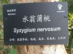 -深圳仙湖植物园-停车场