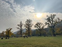 -千年银杏谷文化旅游区