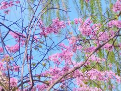 -元大都城垣遗址公园