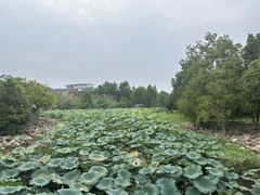 -长广溪湿地公园