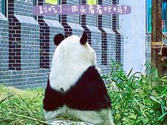 -泰山天颐湖旅游度假区