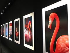 -罗红摄影艺术馆