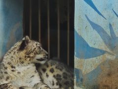 -青藏高原野生动物园