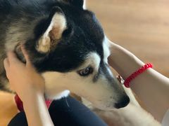 -Husky Go! 哈士奇体验馆·宠物咖啡厅狗咖