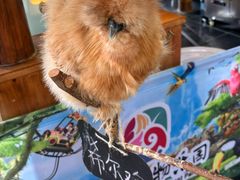 -南宫五洲植物乐园