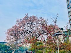 -成都市活水公园