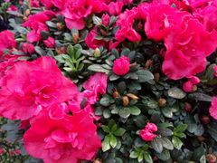-秦美花卉(天朗·莱茵小城2期店)